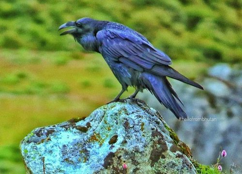 16 days Birds of Bhutan