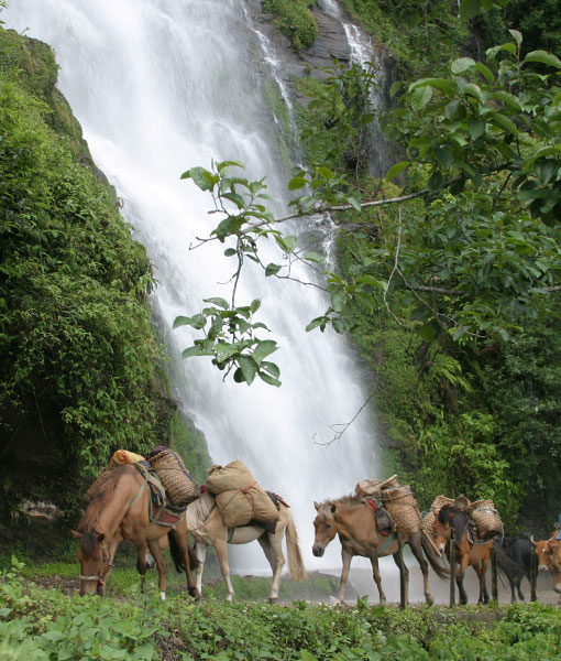 Explore ancient dzongs