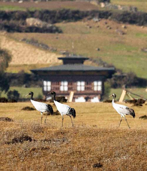 Phobjikha – Valley of Cranes